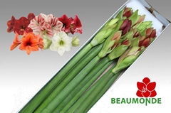 Hippeastrum Mix 80cm