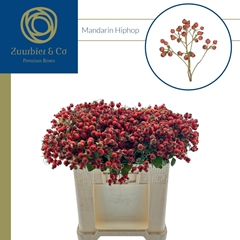 Rosa Mandarin Hiphop 50cm