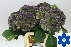Hydrangea Verena Blue Classic 65cm 16-18cm Hd