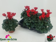 Cyclamen Persicum Super Serie Elegante 12Ø 25cm