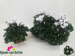 Cyclamen Persicum Super Serie Elegante 12Ø 25cm