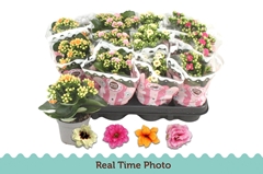 Kalanchoe Double Mix 9Ø 19cm
