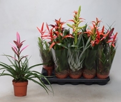 Bromelia Mix 12Ø 45cm
