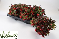 Gaultheria Big Berry 12Ø 25cm