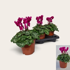 Cyclamen Halios Curly 17Ø 30cm