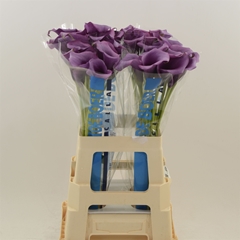Zantedeschia Durban 65cm