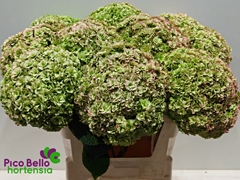 Hydrangea Royal Highness Classic 80cm 21-23cm Hd