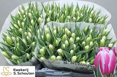 Tulip Single Mark Design 40cm 28gr.