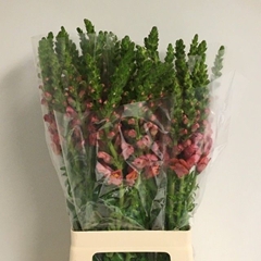 Antirrhinum Potomac Dark Orange 70cm