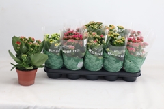 Kalanchoe Double Rosaline Mix 12Ø 27cm