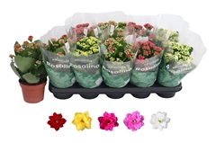 Kalanchoe Double Rosaline Mix 12Ø 27cm