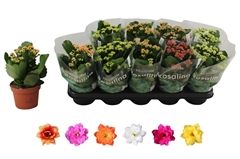 Kalanchoe Double Rosaline Mix 12Ø 25cm