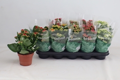 Kalanchoe Double Rosaline Mix 12Ø 27cm