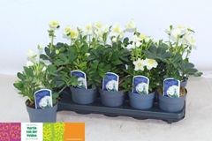 Helleborus Christmas Carol 12Ø 30cm