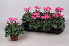 Cyclamen Super Serie Verano 10Ø 20cm