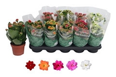 Kalanchoe Double Rosaline Mix 12Ø 27cm