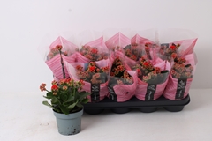 Kalanchoe Double Perfecta Red 12Ø 22cm