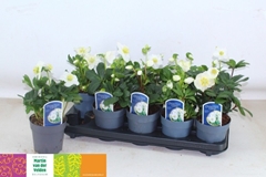 Helleborus Christmas Carol 12Ø 30cm