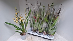 Cambria Mix 12Ø 60cm 2st