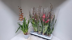 Cambria Mix 12Ø 70cm 2st