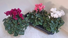 Cyclamen Super Serie Xl 13Ø 30cm