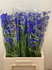 Delphinium Single Volkerfrieden 60cm