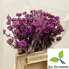 Callicarpa Bodinieri Profusion 45cm
