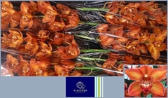 Cymbidium Cognac 70cm