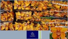 Cymbidium Esther 60cm