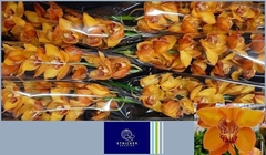 Cymbidium Esther 80cm