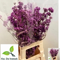 Callicarpa Bodinieri Profusion 65cm