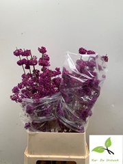 Callicarpa Bodinieri Profusion 100cm