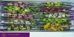 Cymbidium Mini Mix 60cm