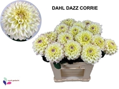 Dahlia Dazzling Corrie 60cm