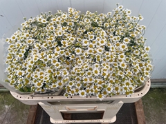 Tanacetum Parthenium Cameron 60cm