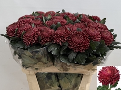 Chrysanth Single Bigoudi Red 80cm 110gr.
