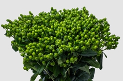 Hypericum Jungle Romance 70cm
