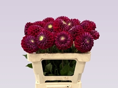 Dahlia Ivannetti 60cm