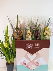 Cymbidium Mixed 14Ø 70cm 1st