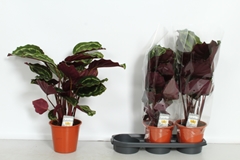 Calathea Medallion 19Ø 60cm