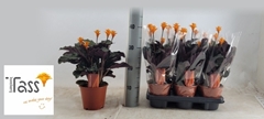 Calathea Crocata 14Ø 35cm