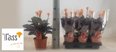 Calathea Crocata 14Ø 35cm