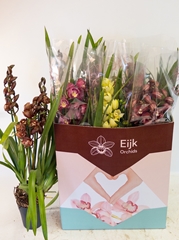 Cymbidium Mixed 14Ø 80cm 4st