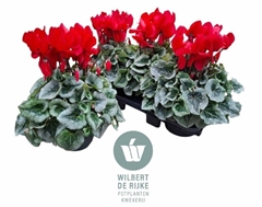 Cyclamen Super Serie Mammoth 17Ø 35cm