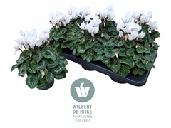 Cyclamen Super Serie Allure 12Ø 25cm