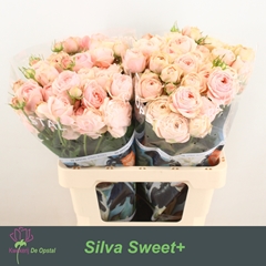 Rosa Spray Silva Sweet+ 60cm 4+