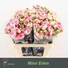 Rosa Spray Mimi Eden 60cm 6+