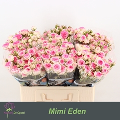 Rosa Spray Mimi Eden 55cm 5+