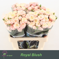 Rosa Spray Royal Blush 60cm 4+
