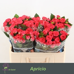 Rosa Spray Apricio 50cm 3+